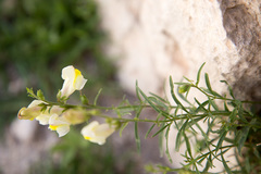 Antirrhinum siculum