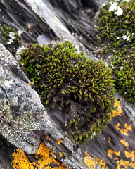 Schistidium maritimum