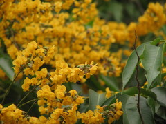 Pterocarpus officinalis