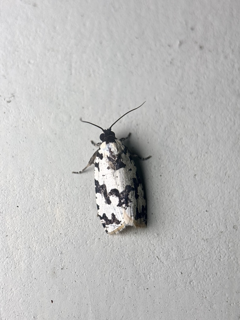 Argyroploce subtusnigra