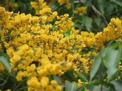 Pterocarpus officinalis