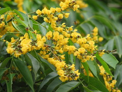 Pterocarpus officinalis