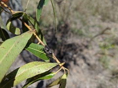 Popplepsalta notialis