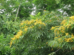 Pterocarpus officinalis