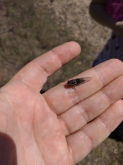 Popplepsalta notialis