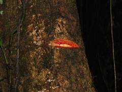 Pterocarpus officinalis