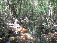 Pterocarpus officinalis