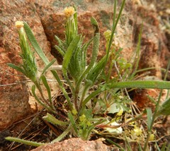 Podotheca angustifolia