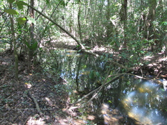 Pterocarpus officinalis