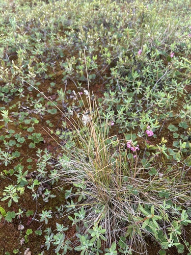 tussock cottongrass