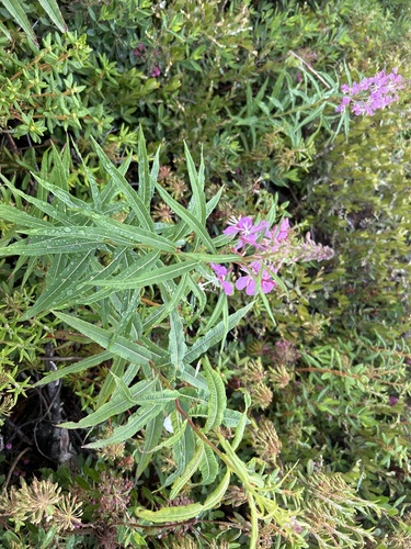 fireweed
