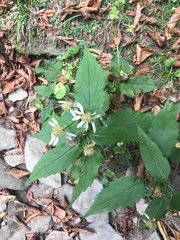 Eurybia chlorolepis