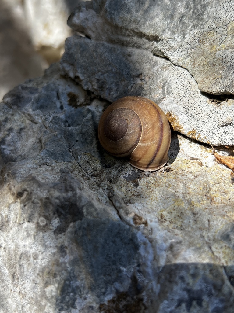 Tacheocampylaea carotii