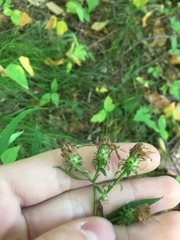 Symphyotrichum retroflexum