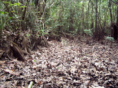 Pterocarpus officinalis