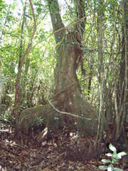 Pterocarpus officinalis