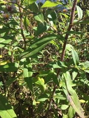 Symphyotrichum puniceum puniceum