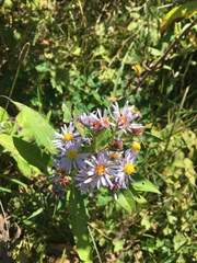 Symphyotrichum puniceum puniceum