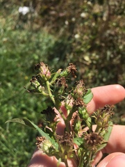 Symphyotrichum puniceum puniceum