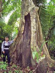 Pterocarpus officinalis