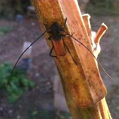 Tragidion coquus