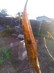 Tragidion coquus