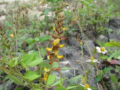 Rhynchosia longeracemosa
