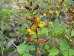 Rhynchosia longeracemosa
