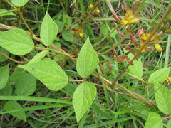 Rhynchosia longeracemosa