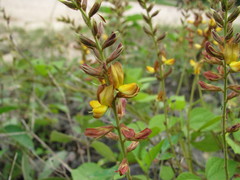 Rhynchosia longeracemosa