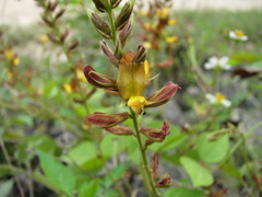 Rhynchosia longeracemosa