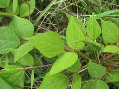 Rhynchosia longeracemosa