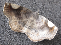 Pangrapta perturbans