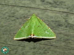 Eulepidotis punctilinea