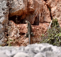 Cyclura nubila