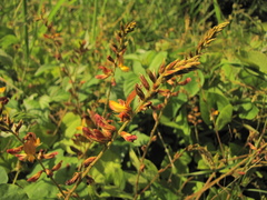 Rhynchosia longeracemosa