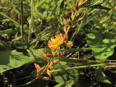 Rhynchosia longeracemosa
