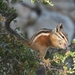 Uinta Chipmunk - Photo (c) msr, some rights reserved (CC BY-NC), uploaded by msr