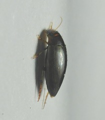 Copelatus chevrolati