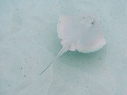 Trygonoptera testacea