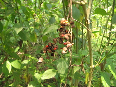 Rhynchosia pyramidalis