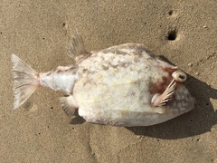 Anoplocapros inermis