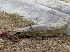 Atractosteus spatula