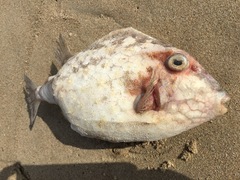 Anoplocapros inermis