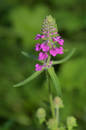 Pedicularis spicata iNat (2)