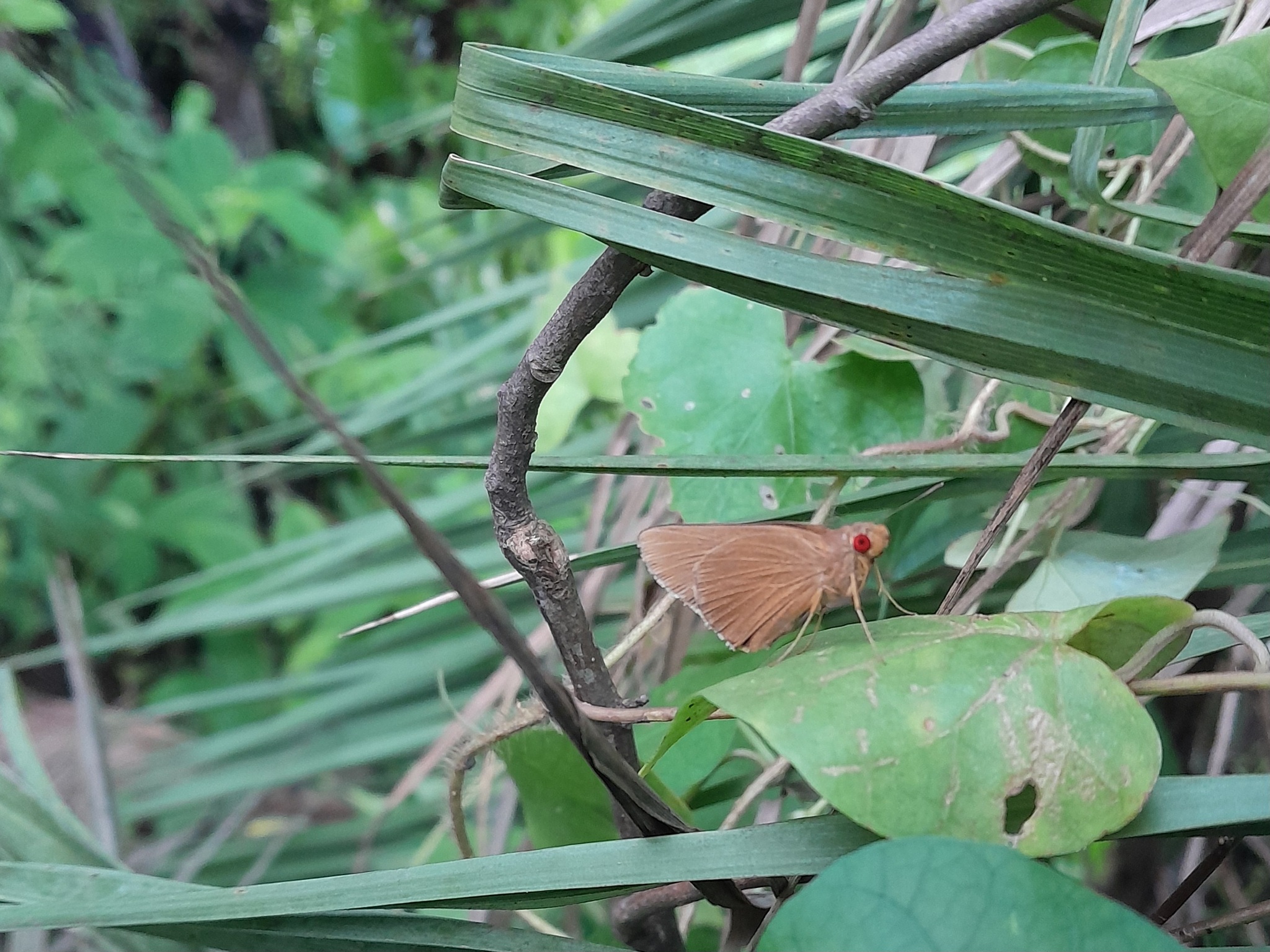 Common Branded Redeye