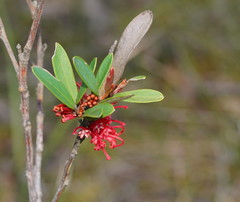 Grevillea dimorpha