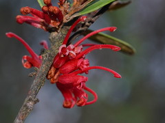 Grevillea dimorpha