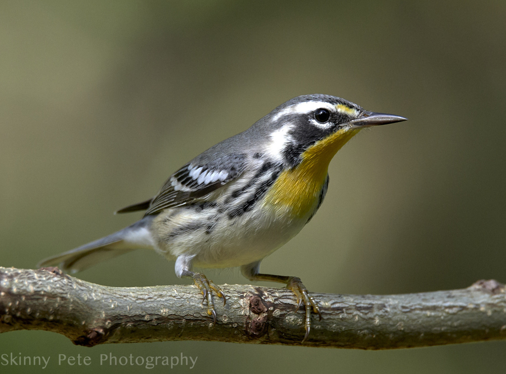 Yellow-throated Warbler