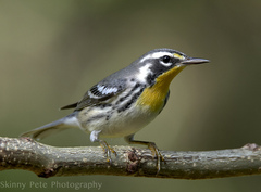 Yellow-Throated Warbler photo 2